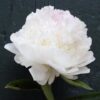 Paeonia lactiflora "Blush Queen"
