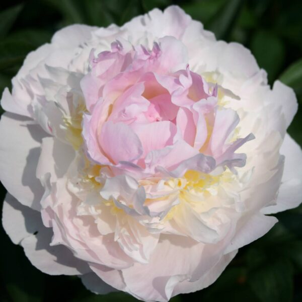 Paeonia lactiflora "Blush Queen"