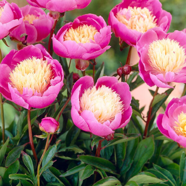 Paeonia lactiflora "Bowl of Beauty"