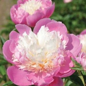 Paeonia lactiflora "Bowl of Beauty"