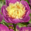 Paeonia lactiflora "Bowl of Beauty"