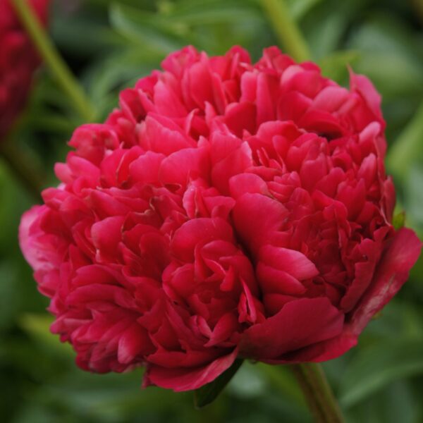 Paeonia lactiflora "Command Performance"
