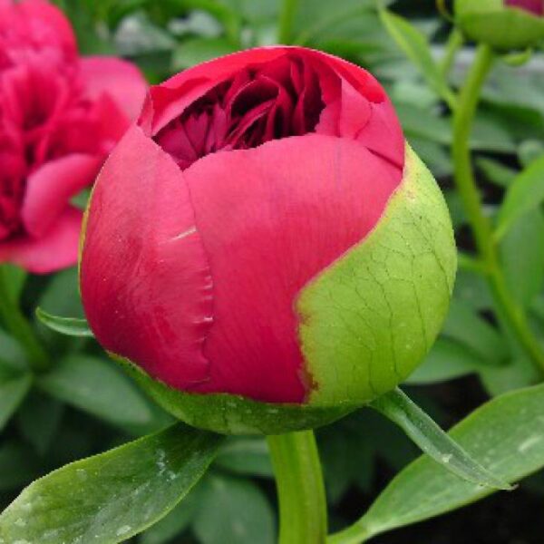 Paeonia lactiflora "Command Performance"