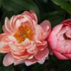 Paeonia lactiflora "Coral Charm"