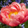 Paeonia lactiflora "Coral Sunset"