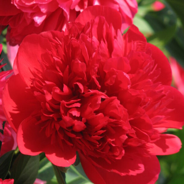 Paeonia lactiflora "Diana Parks"