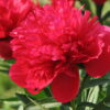 Paeonia lactiflora "Diana Parks"