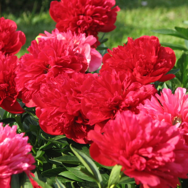 Paeonia lactiflora "Diana Parks"