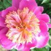 Paeonia lactiflora "Doreen"