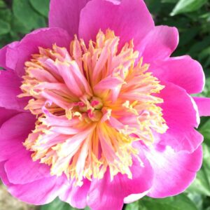 Paeonia lactiflora "Doreen"