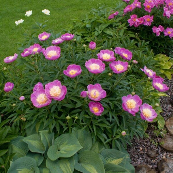 Paeonia lactiflora "Doreen"