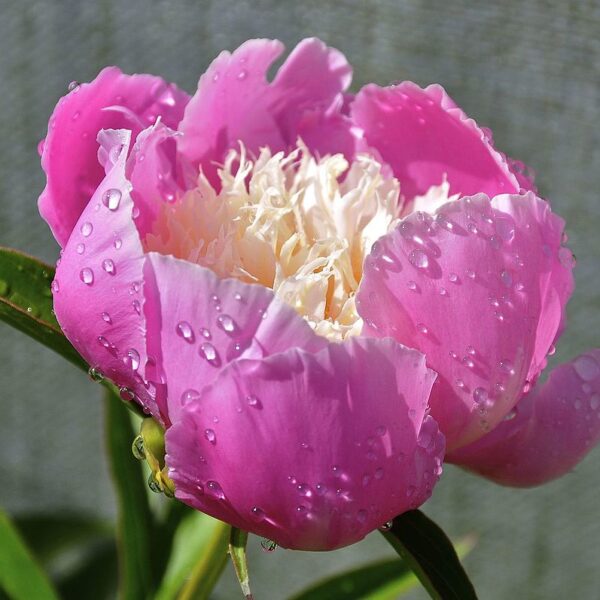 Paeonia lactiflora "Doreen"