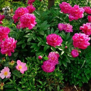 Paeonia lactiflora "Felix Crousse"