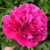 Paeonia lactiflora "Felix Crousse"