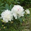 Paeonia lactiflora "Festiva Maxima"