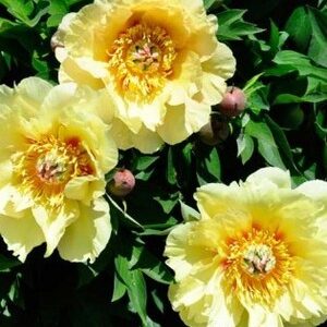 Paeonia Itoh "Garden Treasure"