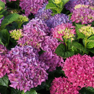 Hydrangea Macrophylla Hobergine