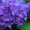Hydrangea Macrophylla Hobergine