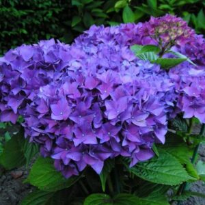 Hydrangea Macrophylla Hobergine