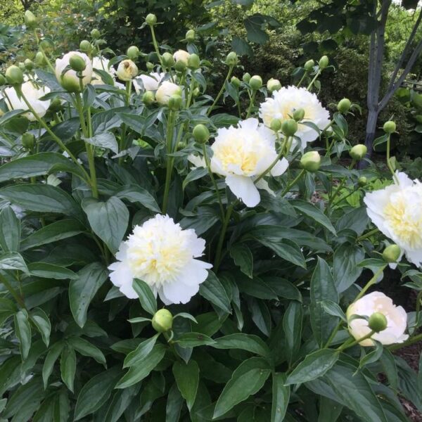 Paeonia lactiflora "Honey Gold"