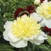 Paeonia lactiflora "Honey Gold"