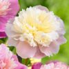 Paeonia lactiflora "Lady Alexandra Duff"