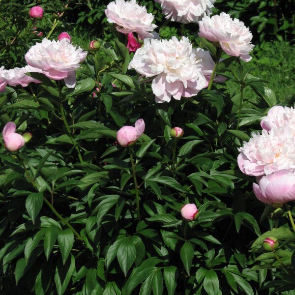 Paeonia lactiflora "Lady Alexandra Duff"