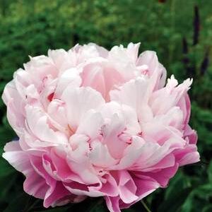 Paeonia lactiflora "Lady Alexandra Duff"