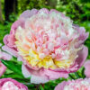 Paeonia lactiflora "Madame Calot"