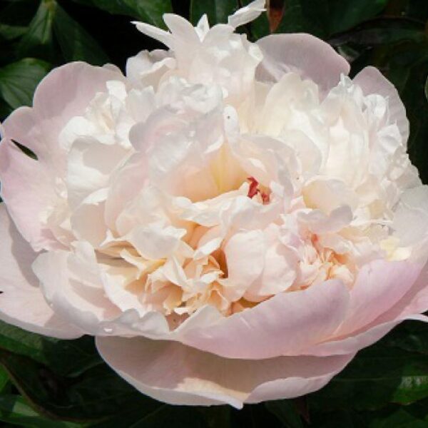 Paeonia lactiflora "Madame Calot"