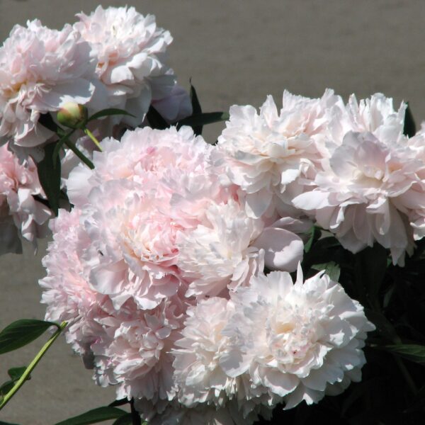Paeonia lactiflora "Madame Calot"