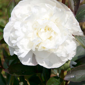Paeonia lactiflora "Marie Lemoine"