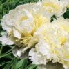 Paeonia lactiflora "Marie Lemoine"