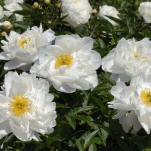 Paeonia lactiflora "Miss America"