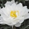Paeonia lactiflora "Miss America"