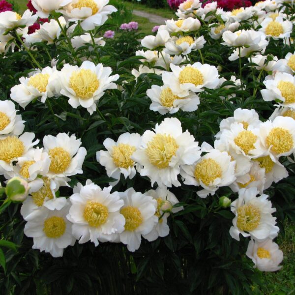 Paeonia lactiflora "Moon of Nippon"