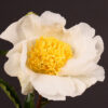Paeonia lactiflora "Moon of Nippon"