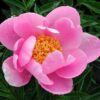 Paeonia lactiflora "Nymphe"