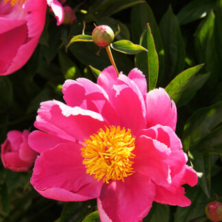Paeonia lactiflora "Nymphe"