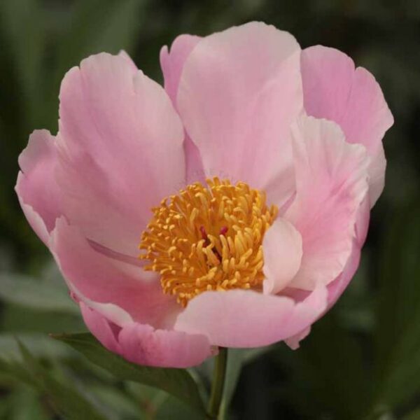 Paeonia lactiflora "Nymphe"