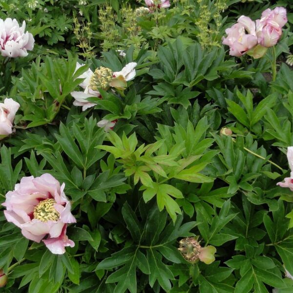 Paeonia Itoh "Pastel Splendour"