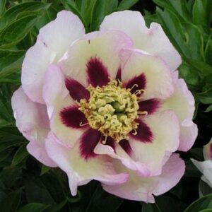 Paeonia Itoh "Pastel Splendour"