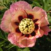 Paeonia Itoh "Pastel Splendour"