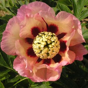Paeonia Itoh "Pastel Splendour"