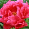 Paeonia lactiflora "Paula Fay"