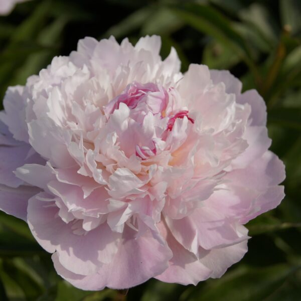 Paeonia lactiflora "Pecher"