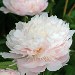Paeonia lactiflora "Pecher"