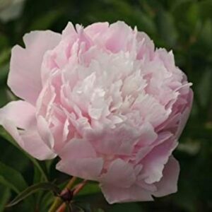 Paeonia lactiflora "Pecher"