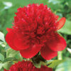 Paeonia lactiflora "Red Charm"