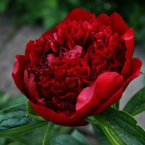Paeonia lactiflora "Red Charm"
